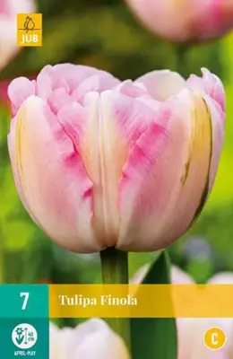 Tulipa Finola 7 stuks - afbeelding 2