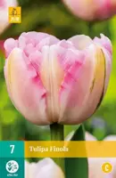Tulipa Finola 7 stuks - afbeelding 2