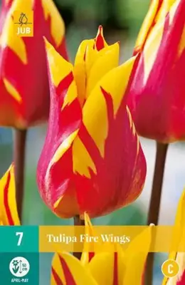 Tulipa Fire Wings 7 tulpenbollen - afbeelding 2