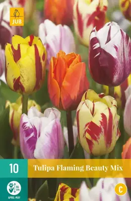 Tulipa Flaming Beauty mix 10 tulpenbollen - afbeelding 1
