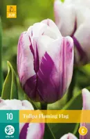 Tulipa Flaming Flag 10 tulpenbollen - afbeelding 1
