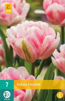 Tulipa Foxtrot 7 tulpenbollen - afbeelding 1