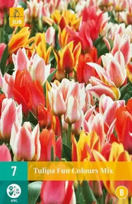 Tulipa Fun Colours 7 tulpenbollen - afbeelding 2