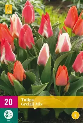 Tulipa Greigii mix 20 tulpenbollen - afbeelding 2