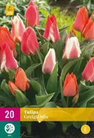 Tulipa Greigii mix 20 tulpenbollen - afbeelding 2