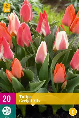 Tulipa Greigii mix 20 tulpenbollen - afbeelding 1