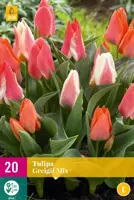 Tulipa Greigii mix 20 tulpenbollen - afbeelding 1