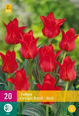 Tulipa Greigii rood 20 tulpenbollen - afbeelding 2