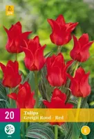 Tulipa Greigii rood 20 tulpenbollen - afbeelding 2