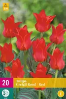 Tulipa Greigii rood 20 tulpenbollen - afbeelding 1