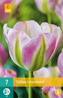 Tulipa Groenland 7 tulpenbollen - afbeelding 1