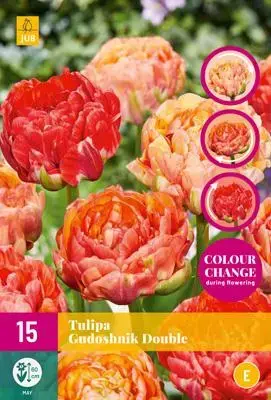 Tulipa Gudushnik Double 15 stuks - afbeelding 1