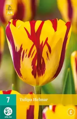 Tulipa Helmar 7 bloembollen - afbeelding 3