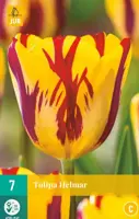 Tulipa Helmar 7 bloembollen - afbeelding 1