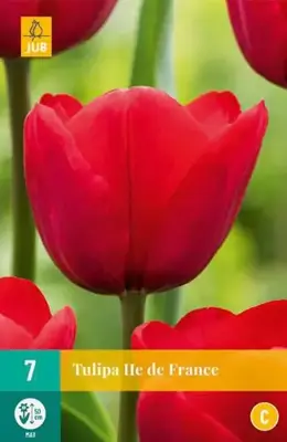 Tulipa Ile de France 7 tulpenbollen - afbeelding 1
