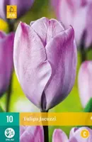Tulipa jacuzzi 10 bloembollen - afbeelding 2