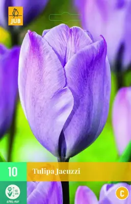 Tulipa jacuzzi 10 bloembollen - afbeelding 1