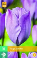 Tulipa jacuzzi 10 bloembollen - afbeelding 1