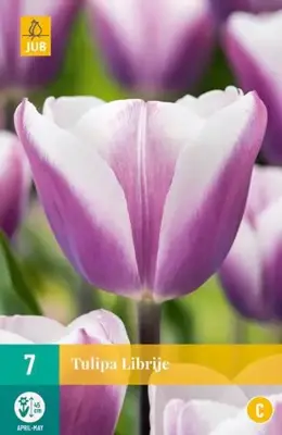 Tulipa Librije 7 tulpenbollen - afbeelding 2
