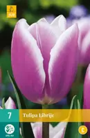 Tulipa Librije 7 tulpenbollen - afbeelding 1