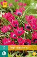 Tulipa Little Beauty 10 tulpenbollen - afbeelding 1