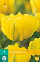 Tulipa Marie Jo 7 stuks - afbeelding 1