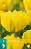Tulipa Marie Jo 7 stuks - afbeelding 2