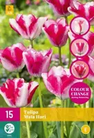 Tulipa Mata Hari 15 stuks - afbeelding 1