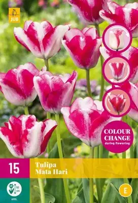 Tulipa Mata Hari 15 stuks - afbeelding 2