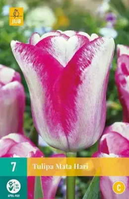Tulipa Mata Hari 7 tulpenbollen - afbeelding 2