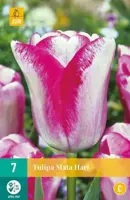 Tulipa Mata Hari 7 tulpenbollen - afbeelding 2
