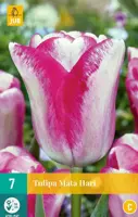 Tulipa Mata Hari 7 tulpenbollen - afbeelding 1