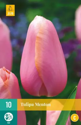 Tulipa Menton 10 tulpenbollen - afbeelding 1