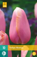 Tulipa Menton 10 tulpenbollen - afbeelding 1