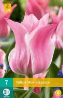 Tulipa Miss Elegance 7 stuks - afbeelding 1