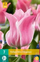 Tulipa Miss Elegance 7 stuks - afbeelding 2