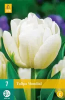 Tulipa Mondial 7 tulpenbollen - afbeelding 2