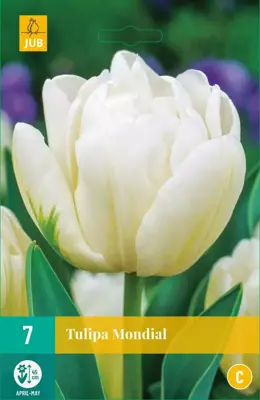 Tulipa Mondial 7 tulpenbollen - afbeelding 1
