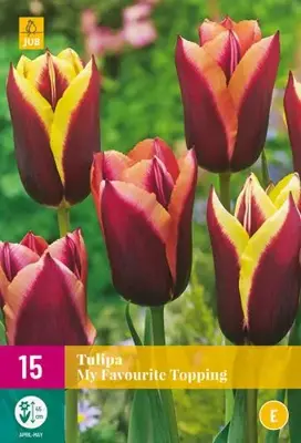Tulipa My Favourite Topping 15 tulpenbollen - afbeelding 2