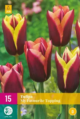 Tulipa My Favourite Topping 15 tulpenbollen - afbeelding 1