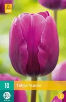 Tulipa negrita 10 bloembollen - afbeelding 2