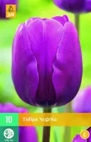 Tulipa negrita 10 bloembollen - afbeelding 1