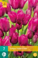 Tulipa Night Club 7 tulpenbollen - afbeelding 2