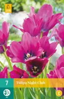 Tulipa Night Club 7 tulpenbollen - afbeelding 1