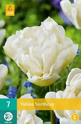Tulipa Northcap 7 stuks - afbeelding 1