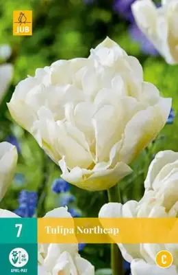 Tulipa Northcap 7 stuks - afbeelding 2