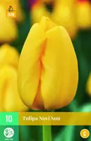 Tulipa novi sun 10 bloembollen - afbeelding 1