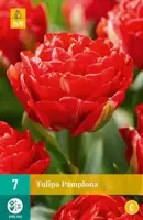Tulipa Pamplona 7 tulpenbollen - afbeelding 1