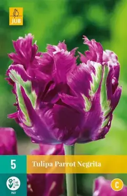 Tulipa Parrot Negrita 5 tulpenbollen - afbeelding 2