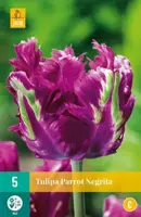 Tulipa Parrot Negrita 5 tulpenbollen - afbeelding 2